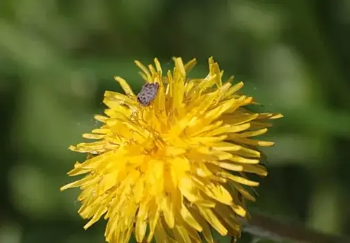 Более 4,6 тысячи жителей Самарской области привились от клещевого энцефалита
