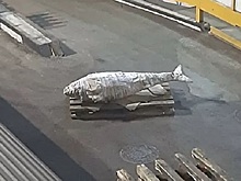 На Курилах поймали большого голубого тунца