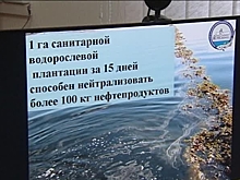 Мурманские ученые представили уникальный проект по очистке морских акваторий