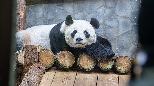 Китай анонсировал контроль за содержанием больших панд за рубежом