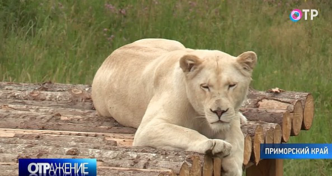 Сафари-парк со львами открылся в Приморском крае