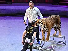 Запашные предложили фанатам выбрать имя новому тигру Большого Московского цирка