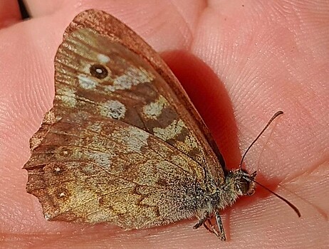 В Керженском заповеднике обнаружен редкий краснокнижный вид бабочки