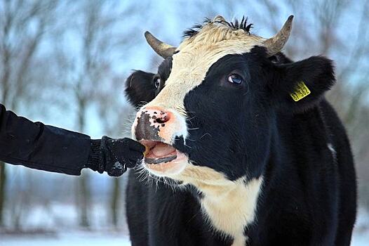 Хвойная мука может увеличить надои у коров на 15%