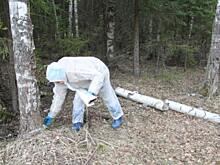 В Ивановской области проводят иммунизацию диких животных, чтобы уберечь от бешенства