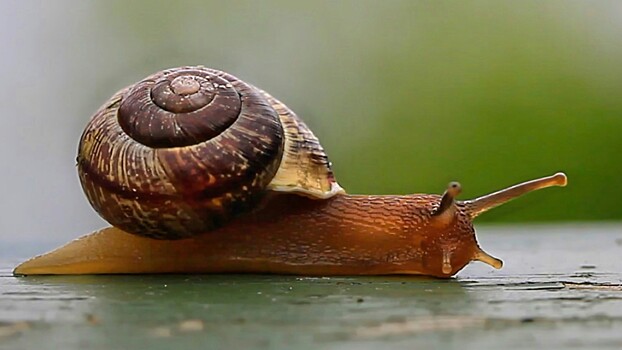 Москвичам предложили обмазаться улитками
