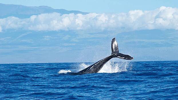 The Guardian: Около побережья Швеции заметили кита, который может шпионить на РФ