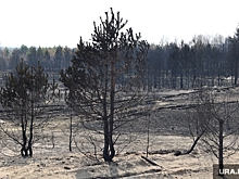 В Курганской области прогнозируют повышенную опасность пожаров в мае—июне