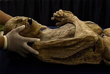 Ученые предупреждают: грибки, обнаруженные на двухсотлетней мумии в мексиканском музее, могут быть опасны для человека