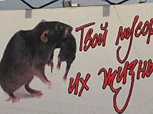 Крыс будут с позором изгонять из Костромы целый месяц