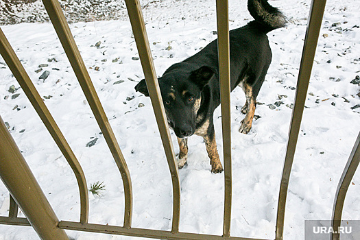 В Свердловской области не хватает денег на отлов бездомных собак