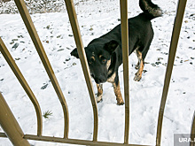 В Свердловской области не хватает денег на отлов бездомных собак
