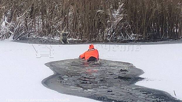 Спасатели вытащили из ледяной воды собаку на юго-востоке столицы