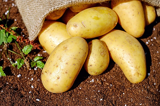 Полный отказ от картофеля может привести к проблемам со здоровьем