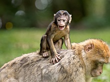 Вспышку оспы обезьян объявили чрезвычайной ситуацией