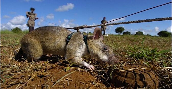 Гамбийские крысы-саперы