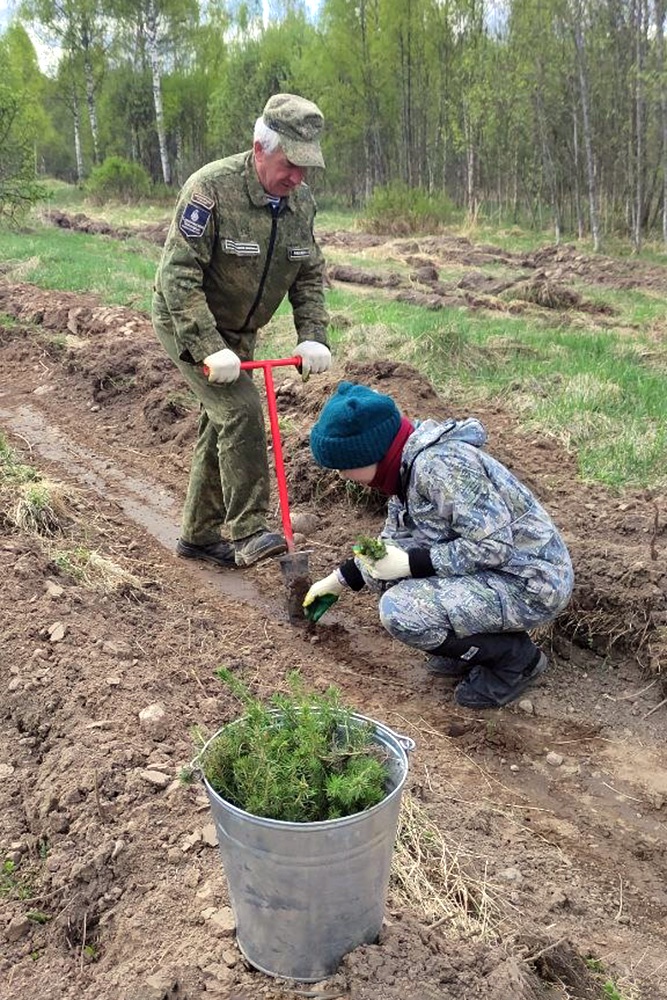 Волонтерские программы по высадке лесов принимают добровольцев от 18 до 60 лет