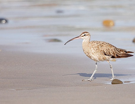 Тонкоклювый кроншнеп вымер с вероятностью 96%