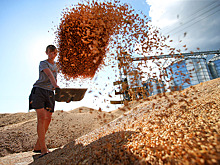 В России собрали 78 млн тонн зерна, что гарантирует продовольственную безопасность страны