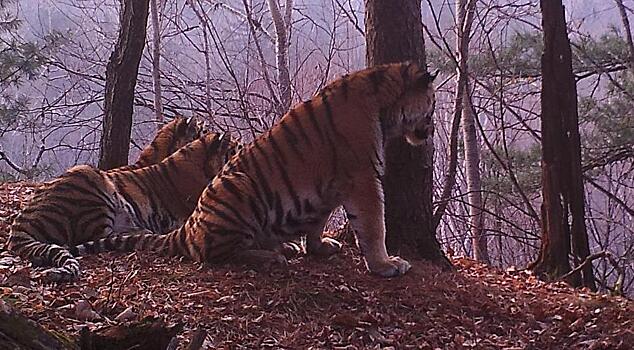 В Хабкрае тигры-«телепаты» затаились с приездом охотоведов