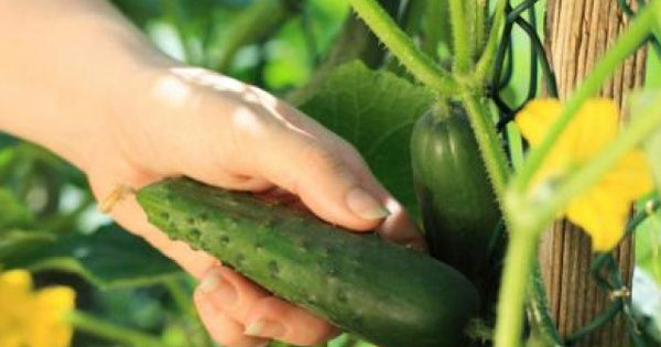 Соус из свежих огурцов и йогурта идеально к молодой