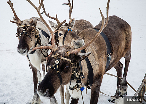 Стойбища оленеводов ЯНАО набирают популярность у российских туристов