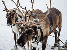 Стойбища оленеводов ЯНАО набирают популярность у российских туристов