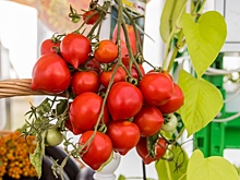 Агроном Шубина запретила новосибирцам обрывать цветы на томатах