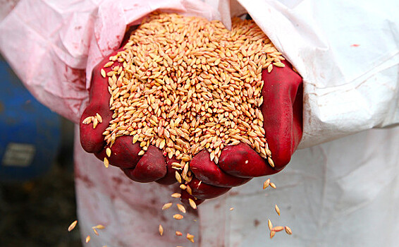 Посол Судана поблагодарил Россию за бесплатные поставки зерна и удобрений