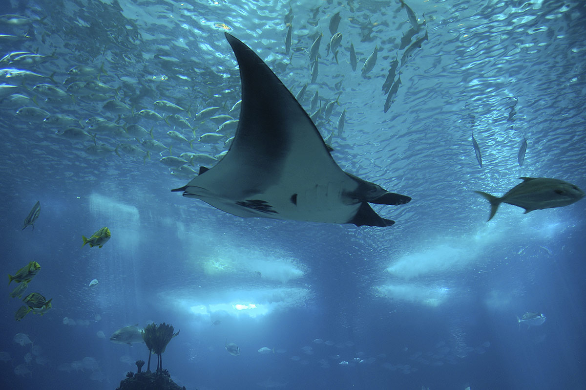 Океанариум Chimelong Ocean Kingdom, Макао, Китай, Азия
