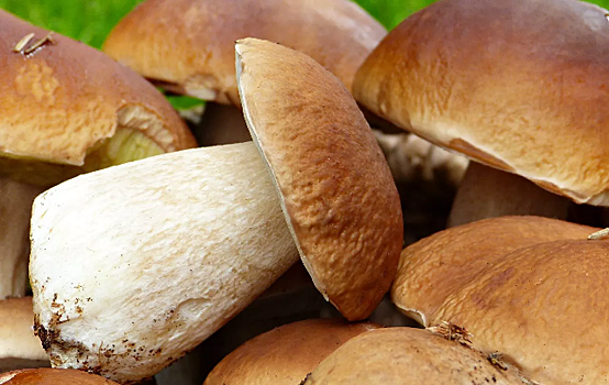 Часть съедобных грибов признали опасными