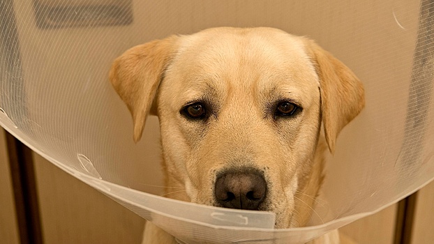 Ветеринар предупредил об онкологии у питомцев из-за курящего хозяина