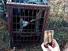 Огромного алабая вытащили спасатели из-под земли в Новосибирске