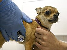 Ветеринары рассказали о признаках инсульта у питомца