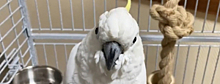 Полиция задержала мужчину, укравшего попугая за 250 тысяч рублей