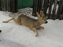 Напуганную косулю сняли с забора спасатели в Новосибирской области
