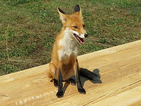 Лисица в Бузулукском бору проверила площадку под строительство кемпинга