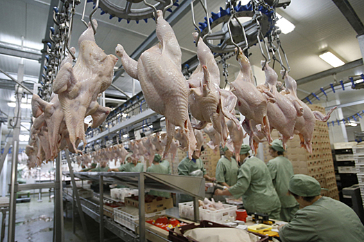 В Калининграде задержали 162 тонны турецкой курятины
