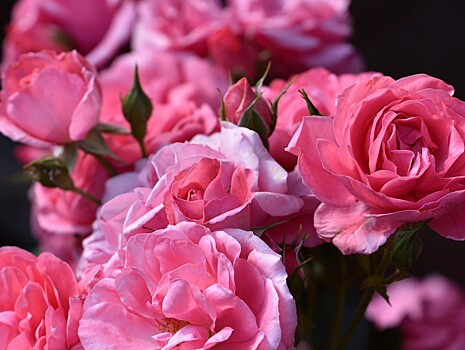 Жительнице Кимр исполнилось 106 лет