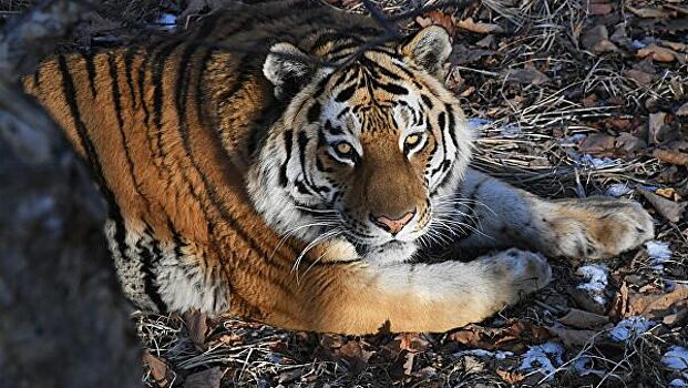 Снимок амурского тигра из Приморья стал лучшей фотографией дикой природы