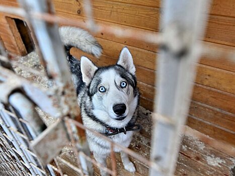 Москва онлайн расскажет, как взять собаку из приюта и сделать ее жизнь счастливой