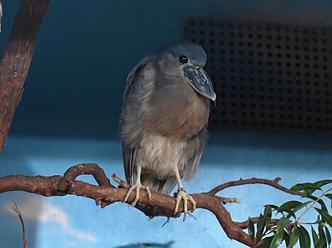 Три вида экзотических птиц поселились в Московском зоопарке