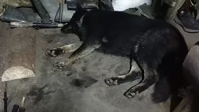 Спасшая шестерых военнослужащих овчарка Донбасс номинирована на международную премию