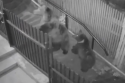 Бегство жительницы Владивостока от диких медведей попало на видео