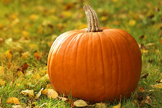 Роскачество дало советы по выбору тыквы