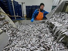 Большой улов