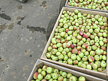 Польские яблоки замаскировали под добавки для бетона