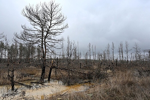 МИД РФ объяснил, почему считает политику Украины в Донбассе геноцидом