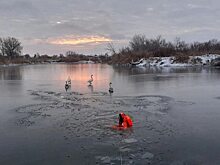 В Новоузенском районе жители увидели на льду лебедей и вызвали спасателей