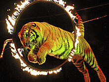 Артисты "Росгосцирка" завоевали главные награды на фестивале в Монте-Карло